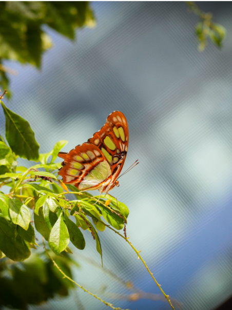 Butterfly Exhibit Takes Flight at MOSI
